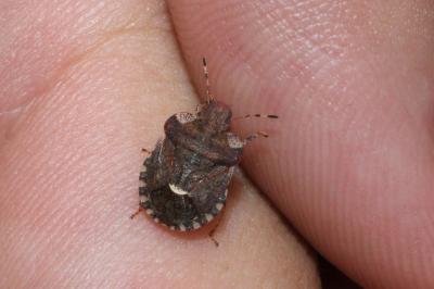 <i>Dyroderes umbraculatus</i>