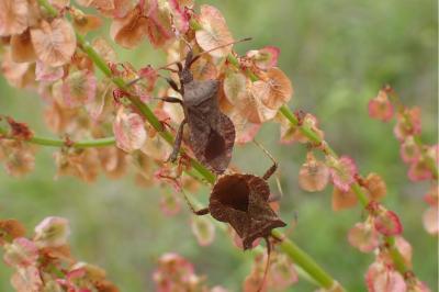 <i>Syromastus rhombeus</i>