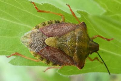 <i>Carpocoris purpureipennis</i>