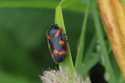 <i>Cercopis intermedia</i>