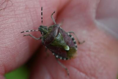 <i>Dolycoris baccarum</i>