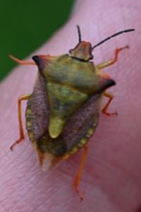 <i>Carpocoris mediterraneus</i>