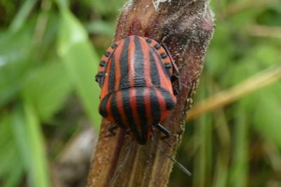 <i>Graphosoma italicum</i>