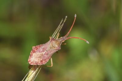 <i>Haploprocta sulcicornis</i>
