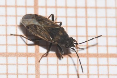 <i>Peritrechus gracilicornis</i>