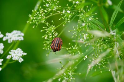 <i>Graphosoma italicum</i>
