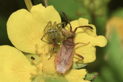 <i>Coriomeris denticulatus</i>