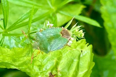 <i>Palomena prasina</i>