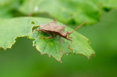 <i>Coreus marginatus</i>