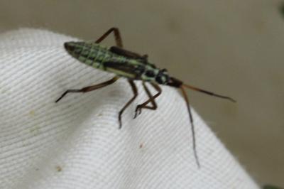 <i>Leptopterna dolabrata</i>
