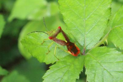 <i>Acanthosoma haemorrhoidale</i>
