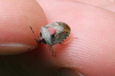 <i>Stagonomus venustissimus</i>