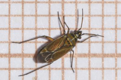 <i>Hoplomachus thunbergii</i>