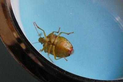 <i>Palomena prasina</i>