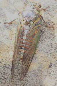<i>Tibicina haematodes</i>