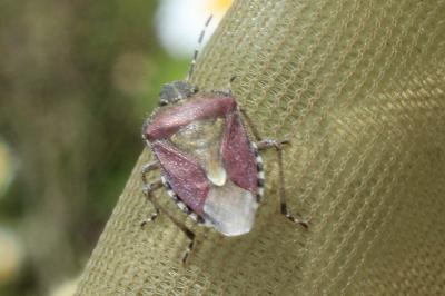 <i>Dolycoris baccarum</i>