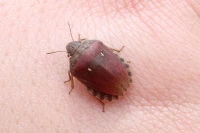 <i>Eurygaster maura</i>