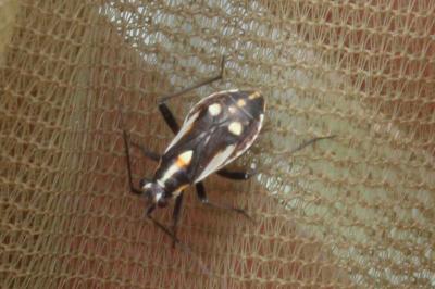 <i>Capsodes sulcatus</i>