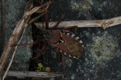 <i>Rhynocoris erythropus</i>