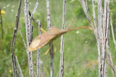 <i>Gonocerus acuteangulatus</i>