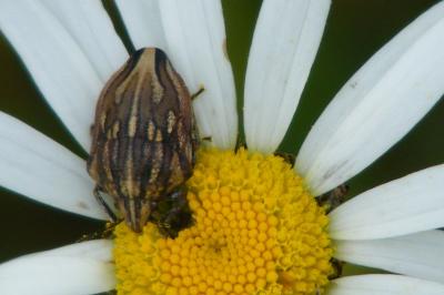 <i>Odontotarsus purpureolineatus</i>