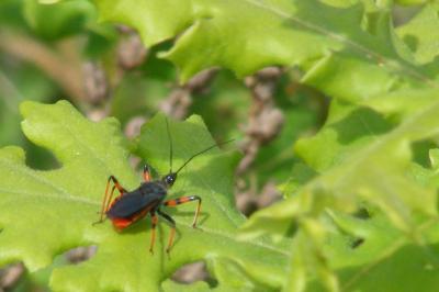 <i>Rhynocoris annulatus</i>