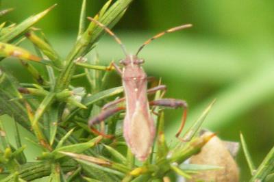 <i>Camptopus lateralis</i>