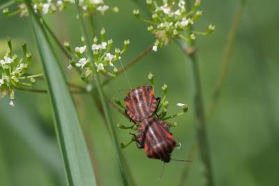 <i>Graphosoma italicum</i>