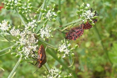 <i>Graphosoma italicum</i>