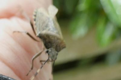 <i>Rhaphigaster nebulosa</i>
