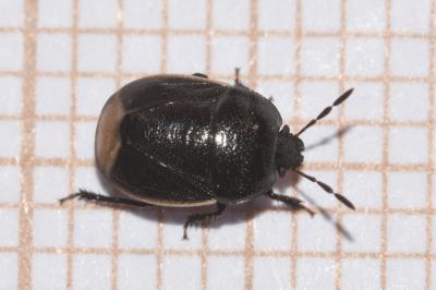 <i>Legnotus limbosus</i>