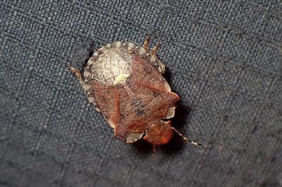 <i>Dyroderes umbraculatus</i>