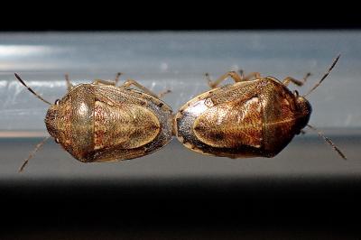 <i>Neottiglossa leporina</i>