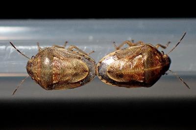 <i>Neottiglossa leporina</i>