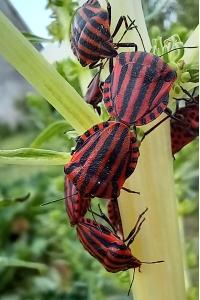 <i>Graphosoma italicum</i>