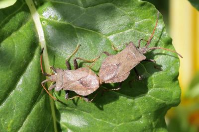 <i>Coreus marginatus</i>