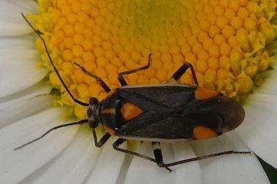 <i>Capsodes flavomarginatus</i>
