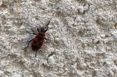 <i>Pyrrhocoris apterus</i>