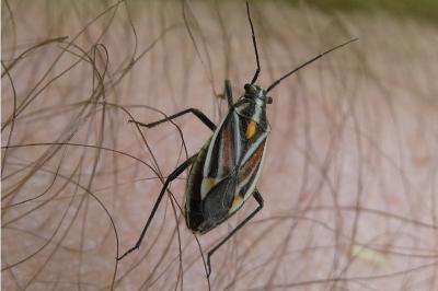 <i>Horistus orientalis</i>