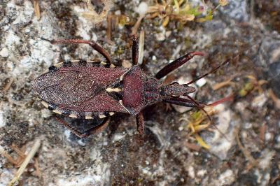 <i>Rhynocoris erythropus</i>