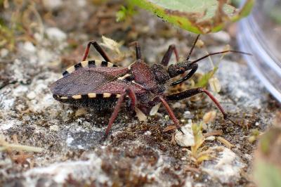 <i>Rhynocoris erythropus</i>
