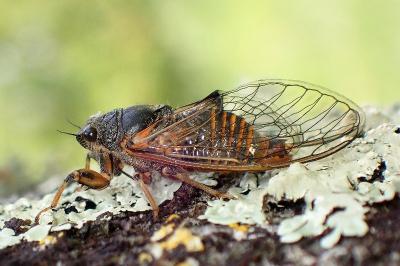 <i>Cicadetta cantilatrix</i>