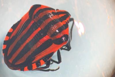 <i>Graphosoma italicum</i>