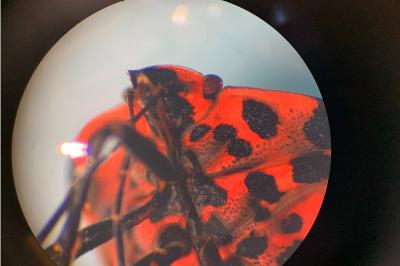 <i>Graphosoma italicum</i>