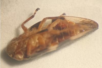 <i>Aphrophora alni</i>