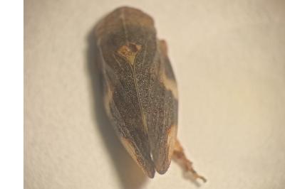 <i>Aphrophora alni</i>