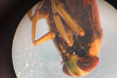 <i>Notonecta glauca</i>