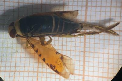 <i>Notonecta glauca</i>