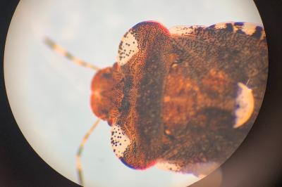 <i>Dyroderes umbraculatus</i>