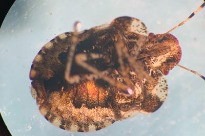 <i>Dyroderes umbraculatus</i>
